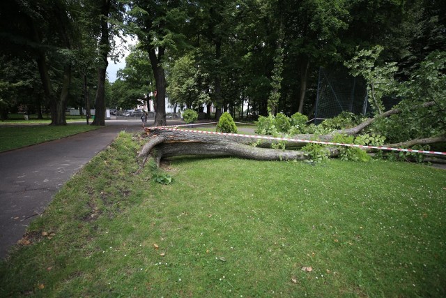 Powalone konary, zalegające na drogach - to najczęściej występujące skutki burz, które w ostatnich dniach występowały w Kujawsko-Pomorskiem