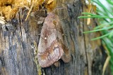 Barczatka sosnówka to zmora polskich lasów. Chemicy opracowali pułapkę feromonową. Zwabia nawet 160 samców w kilka dni!