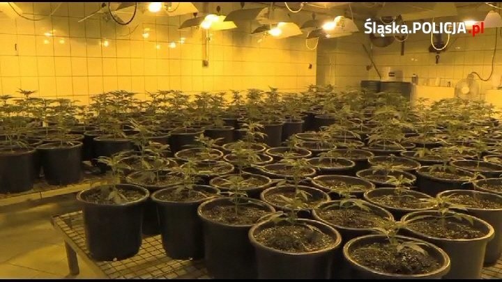 Jaworzno: u pseudokibica policjanci znaleźli 8 kilogramów suszu marihuany