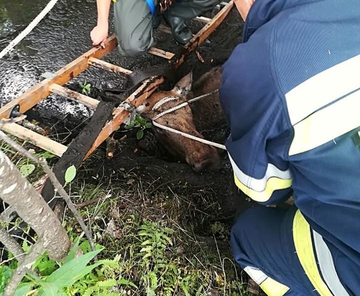 Wieś Bieniowce. Łoś ugrzązł w bagnie. Wyciągnęli go strażacy