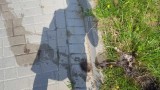 Czy pod Kołobrzegiem ktoś spalił kota?! Policję zaalarmowali mieszkańcy Zieleniewa