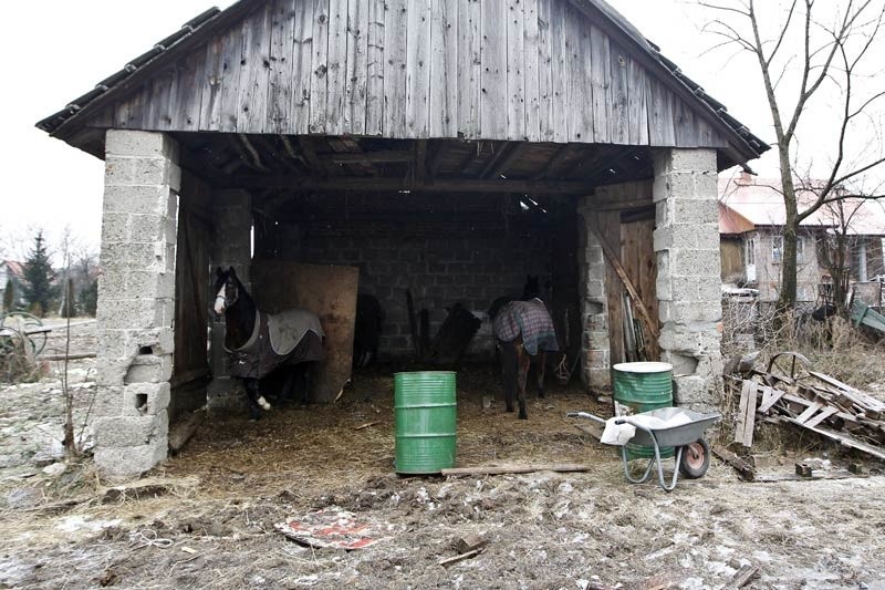 Konie marzną w stodole bez drzwi...
