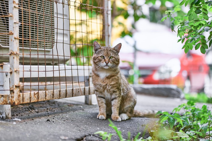 Wolno żyjące koty w Gorzowie będą miały ocieplane domki.