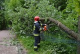 Silny wiatr w Bielsku-Białej i powiecie: strażacy mieli sporo pracy - powalone drzewa, uszkodzone dachy