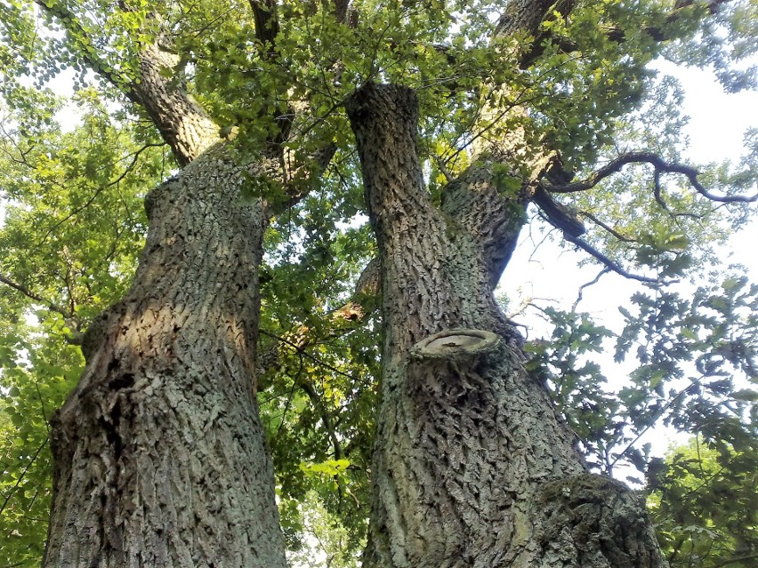 Dąb „Wisielec” w osadzie Świt nad Brdą przywodzi na myśl...