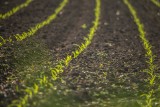 Jak zły stan gleby wpływa na koszt żywności? Coraz mniej polskich gleb stwarza roślinom odpowiednie warunki do wzrostu. To należy zmienić