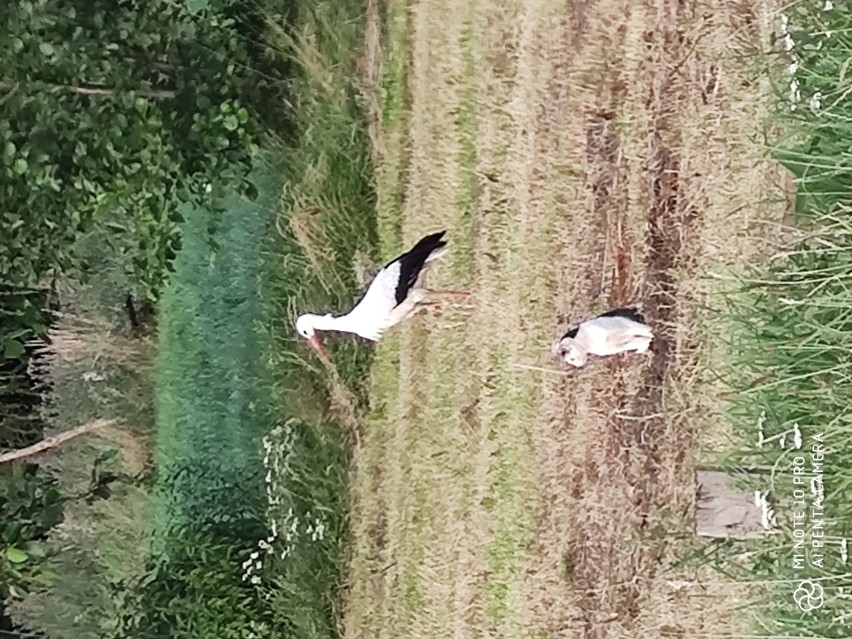 Podlaska wieś to czarno biały kot i pie... bocian