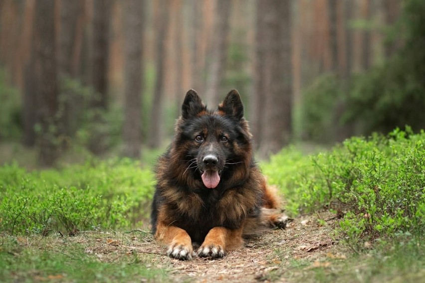 Pies policyjny Bazyl przechodzi na "emeryturę"