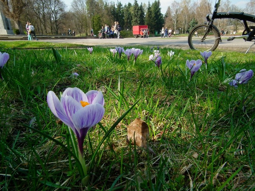 Majówka w Poznaniu: MPK, sklepu, urzędu i czas wolny....