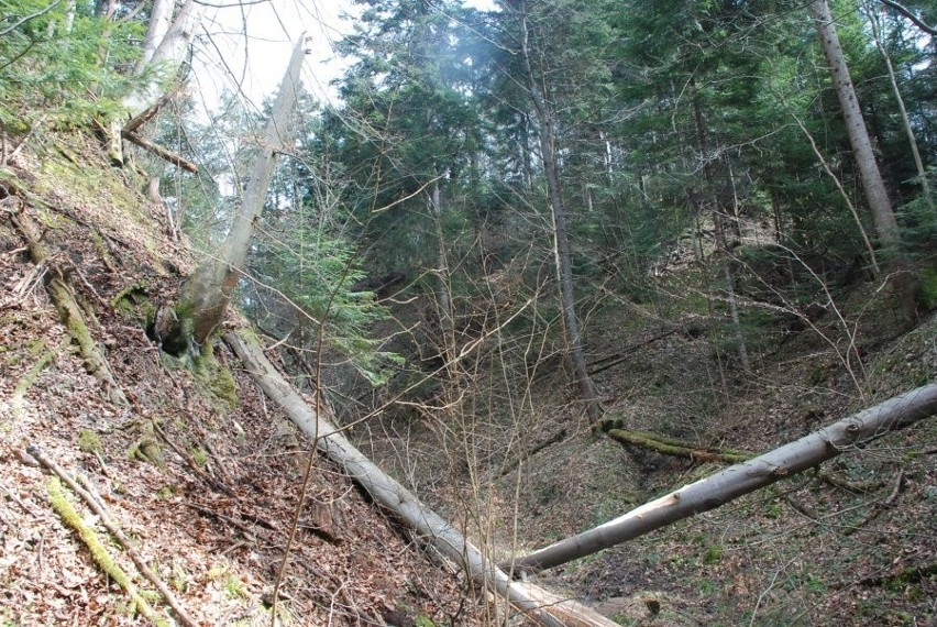 Tragedia w Bliznem k. Brzozowa. Zmarł 29-latek przygnieciony drzewem podczas wycinki