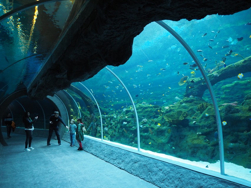 Jedna z ofert zoo to kolacja w tunelu w strefie oceanicznej.
