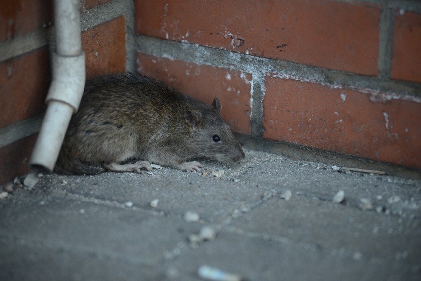Truciznę na szczury należy wyłożyć na klatkach schodowych, w...