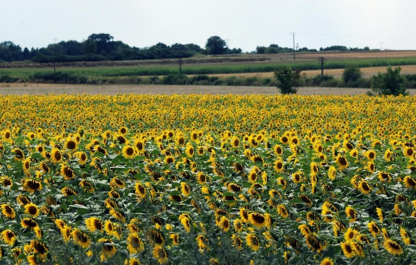 W całej Polsce kwitną słoneczniki. Ogromne pola złocą się aż...