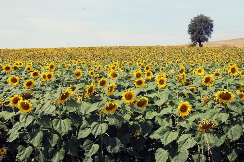 W całej Polsce kwitną słoneczniki. Ogromne pola złocą się aż...