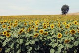 Kujawsko-pomorskie. Te ogromne pola słoneczników w regionie zachwycają. Bajkowy widok! [zdjęcia]