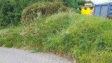 Chełmno zarasta w trawy, chwasty - Czytelnicy przesyłają zdjęcia 