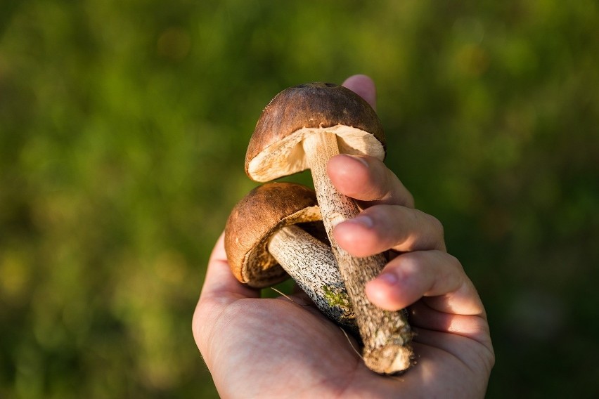 Polacy uwielbiają zbierać grzyby. Dla wielu to doskonała...