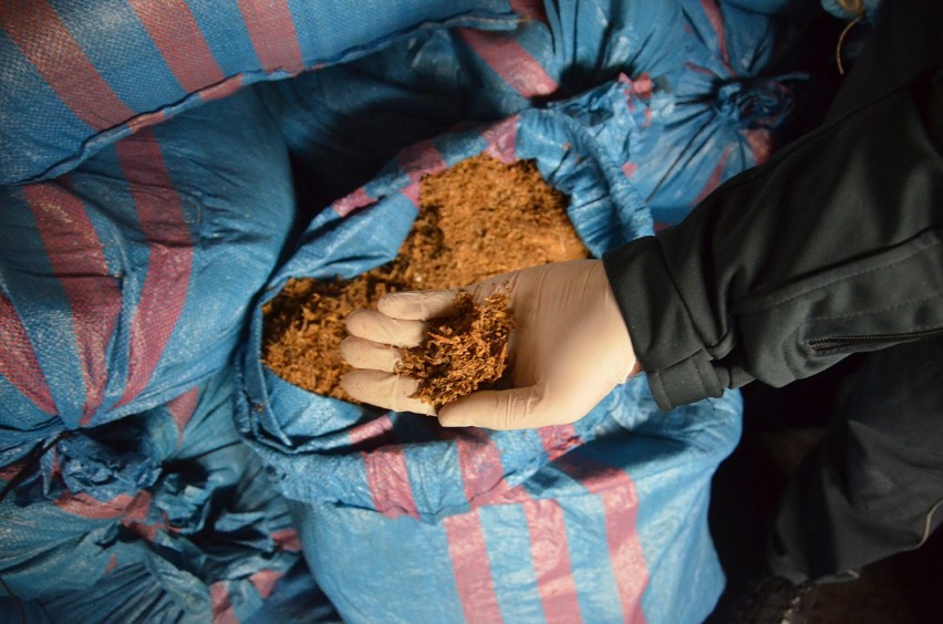 Chełmska straż graniczna i toruńska skarbówka zlikwidowały nielegalną krajalnię tytoniu. Zabezpieczono tonę towaru
