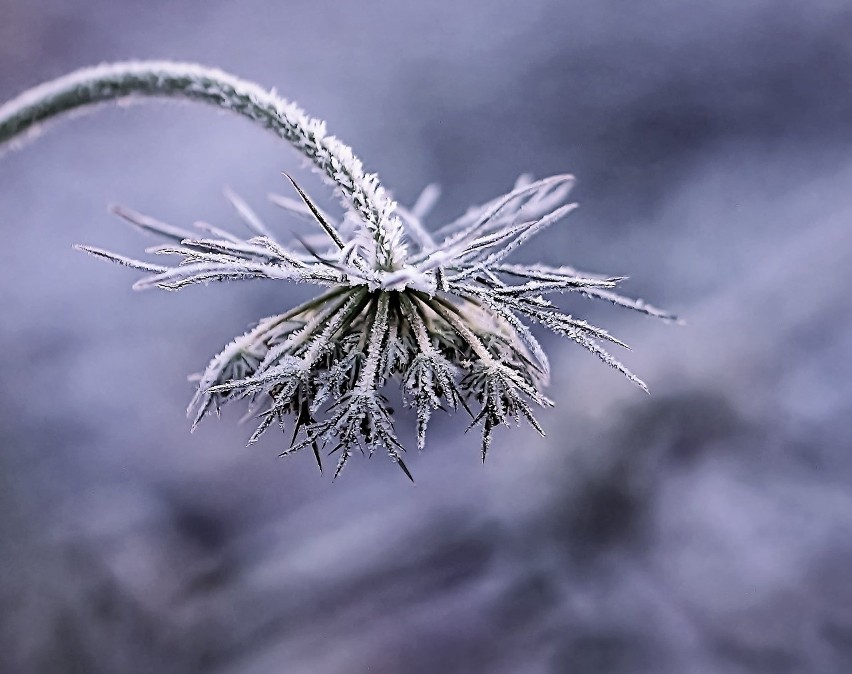 Temperatura w nocy z 9 na 10 kwietnia może spaść do pięciu...