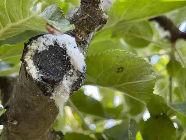 Biały puch na drzewach to znak, że zadomowiła się bawełnica korówka. Drzewa są także narażone na atak innych szkodników, np. mszyc i przędziorków.
