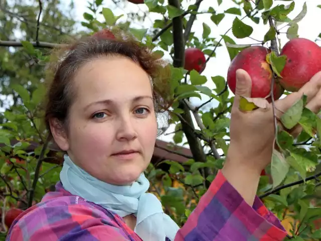 - Ogórek źle rośnie przy jabłoni - mówi Jadwiga Brzozowska