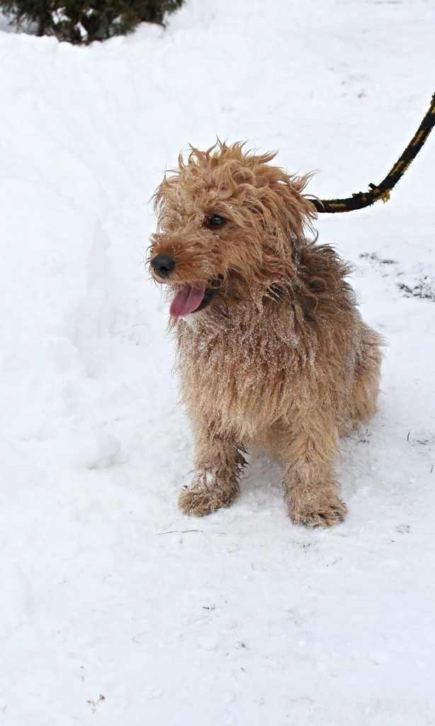 pies rudo-brązowy, szorstkowłosy, 1 rok