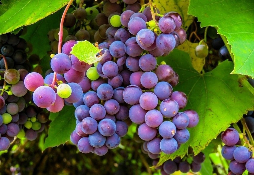 Szczególnie winogrona i jagody, które bogate są w...