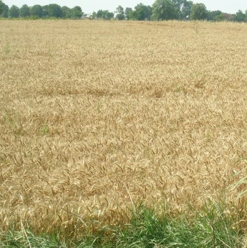 W czerwcu i w lipcu tego roku deszcz nie padał ani razu. Rolnicy w całej Polsce, także w gminie Białogard, ponieśli w związku z tym ogromne straty.