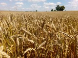 Sytuacja na rynku zbóż w Polsce 2017. Eksport może być mniejszy
