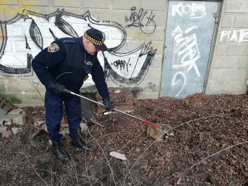 Jenot został znaleziony w okolicy byłego dworca przy ul....