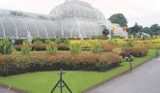 Królewski Ogród Botaniczny w Kew pod Londynem. Rośnie tu 40 tysięcy gatunków roślin