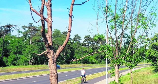 Tak wyglądają drzewa posadzone przy ulicy polnej , między Grudziądzką i Ugorami