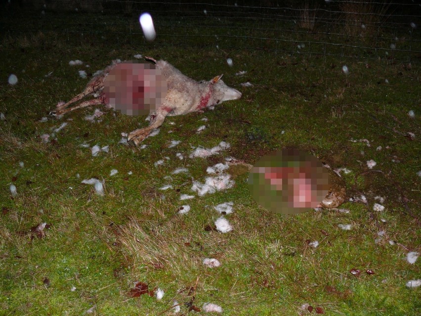Wilki już drugi raz zaatakowały stado owiec w gminie Kołczygłowy? [zdjęcia]