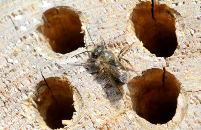 Coraz więcej mieszkańców decyduje się budować specjalne domki dla pszczół murarek.