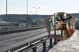 Kolizja z jeleniem na DK94 w Olkuszu. Zwierzę wbiegło tuż pod jadący samochód. Zdarzenie nagrał wideorejestrator  