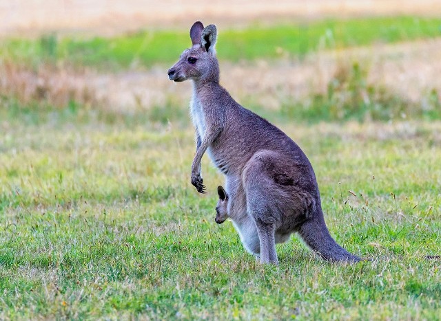Jak przekazał rzecznik lokalnej policji, według wstępnych ustaleń kangur był trzymany jako zwierzę domowe, choć nadal był dziki i nieoswojony