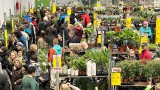 Ostatni dzień Festiwalu Roślin w Zielonej Górze. Zainteresowanie jest ogromne!