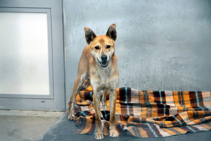 Wybory kundelka roku i dzień otwarty w lubelskim schronisku dla bezdomnych zwierząt (ZDJĘCIA)
