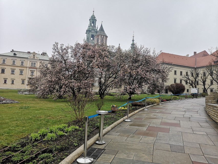 Tak wygląda Wawel w czasie pandemii