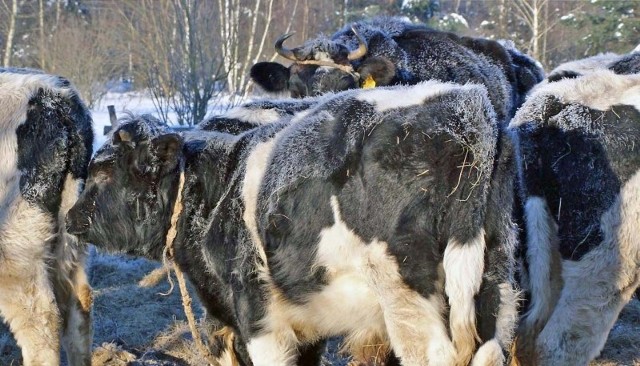 Oszronione krowy odebrano w styczniu właścicielowi