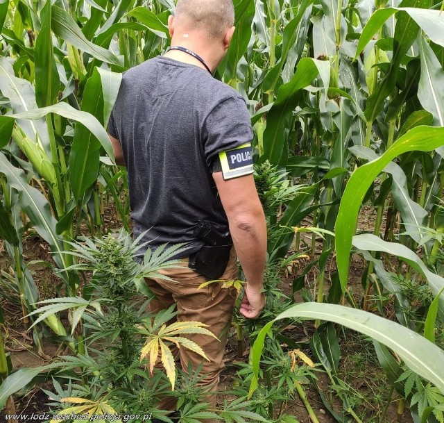 Ponad dwadzieścia krzaków konopi indyjskich rosło wśród kukurydzy na polu w gminie Nowosolna. W poniedziałek 7 września policjanci z Andrespola dotarli do ukrytej plantacji. ZDJĘCIA I WIĘCEJ INFORMACJI - KLIKNIJ DALEJ