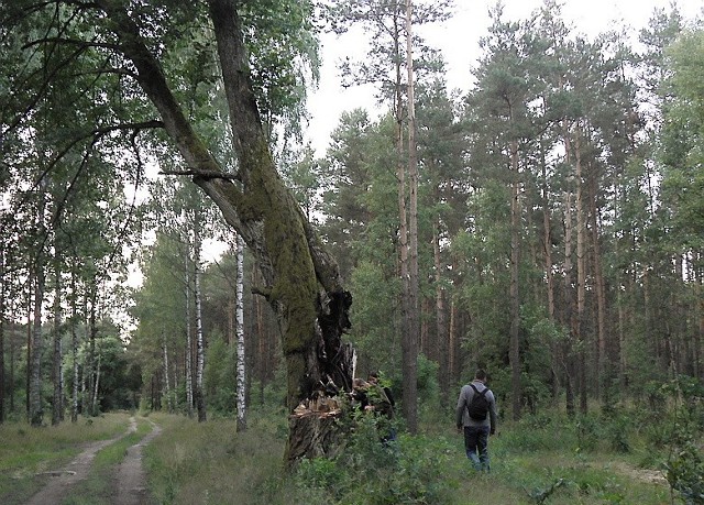 Geocaching to okazja do poznania ciekawych, nieodkrytych zakątków regionu.