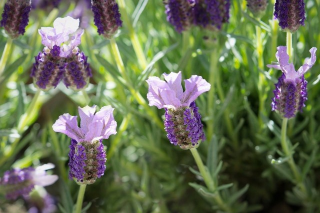 Lawenda francuska ma okazałe i oryginalne kwiatostany z charakterystycznymi "skrzydełkami". W polskim klimacie nadaje się przede wszystkim do uprawy w pojemnikach.