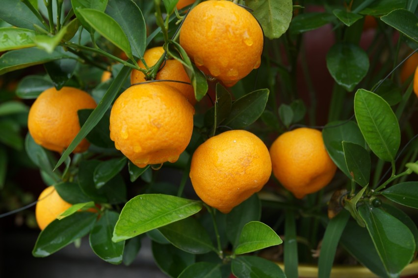 Pomarańcze dzięki zawartości wysokiej dawki witaminy C...