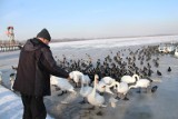 Dąbrowa Górnicza: setki kaczek, łysek i łabędzi nad Pogorią WIDEO + ZDJĘCIA