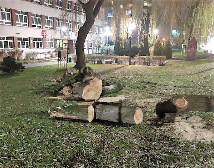 Ścięte drzewo przy ul. Niemodlińskiej