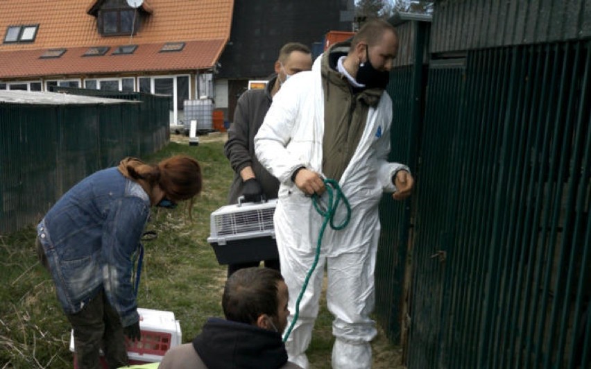 Jest tymczasowy areszt dla właścicieli pseudohodowli psów w...