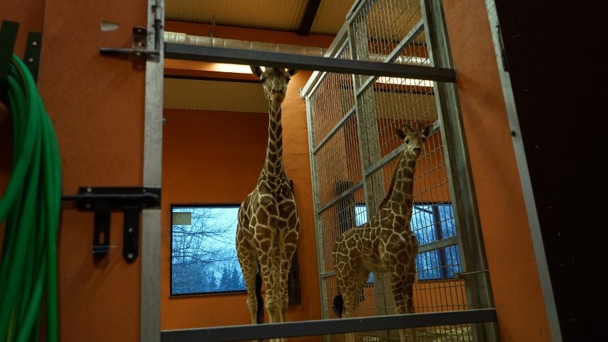Odwiedziliśmy żyrafy w Śląskim Ogrodzie Zoologicznym [ZDJĘCIA]