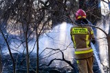 Pożar lasu pod Gorzowem. 9 zastępów straży pożarnej w akcji