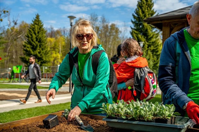 Ogród Społeczności Parkowej działa obok integracyjnego placu zabaw niedaleko al. Harcerskiej w Parku Śląskim.Zobacz kolejne zdjęcia. Przesuwaj zdjęcia w prawo - naciśnij strzałkę lub przycisk NASTĘPNE